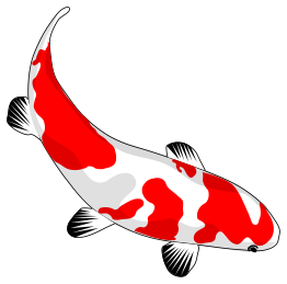 Koi