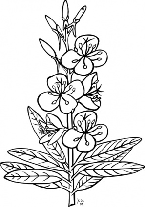 Ku Epilobium Angustifolium Outline clip art