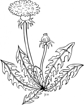 Ku Taraxacum Officinale Outline clip art