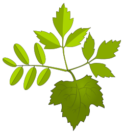 Leaves