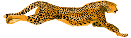 Leopard Cheetah