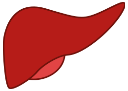 Liver