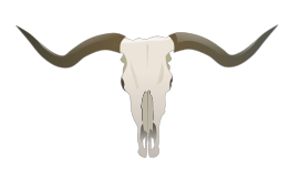 Longhorn Skull