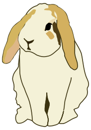 Lop eared rabbit