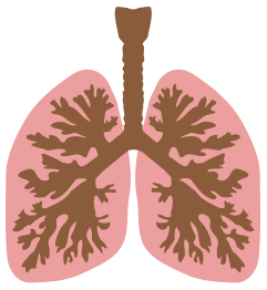 Lungs and bronchus