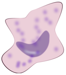 Macrophage