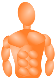 Male Torso