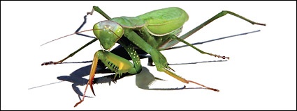 Mantis