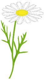 Marguerite