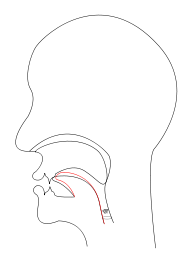 midsagittal J - voiced postalveolar affricate