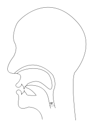 midsagittal N - voiced alveolar nasal