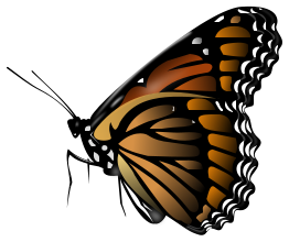 Monarch Butterfly