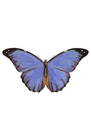 Morpho menelaus