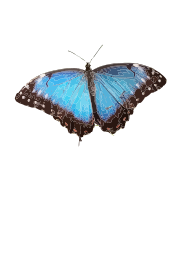 Morpho peleides