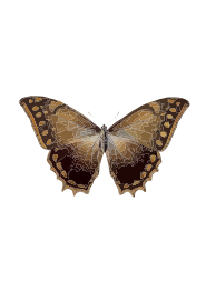 Morpho theseus