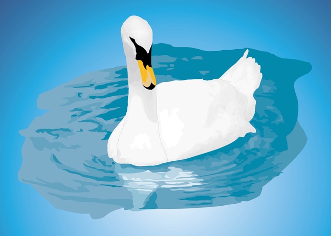 Mute Swan Vector