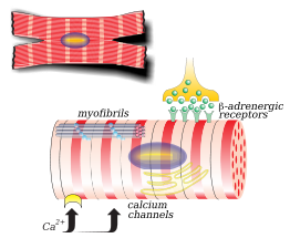 Myocardiocyte