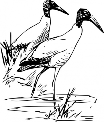 Nayrhcrel Wood Ibis clip art