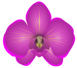 Orchid