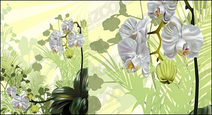 Orchid vector illustration material