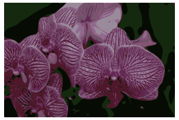 Orchids