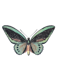 Ornithoptera priamus