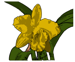 Orquídea