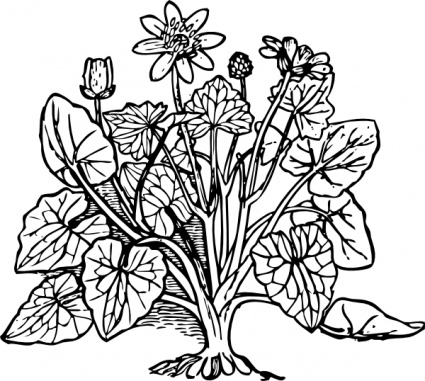 Outline Plant Nature Lesser Celandine