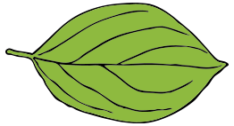 Oval Leaf 2