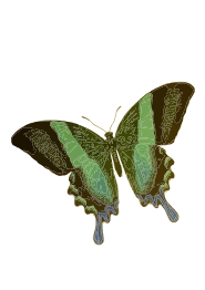 Papilio blumei