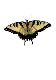 Papilio glaucus