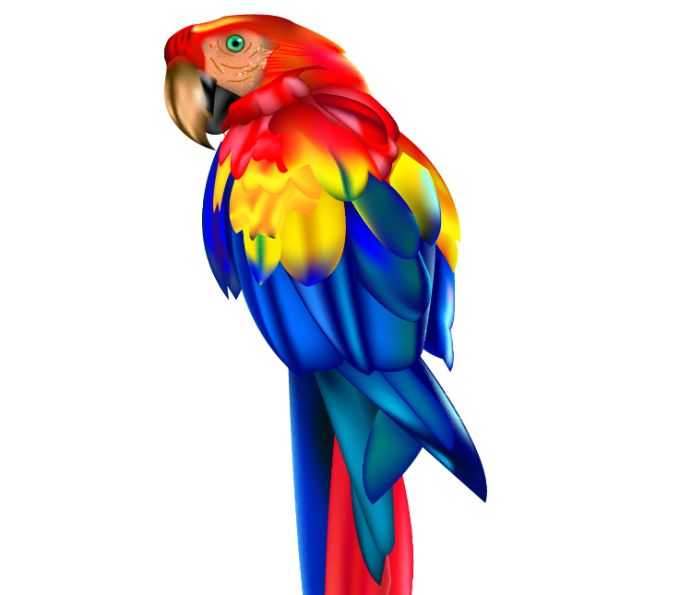 Parrot Vector