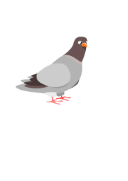 Pigeon