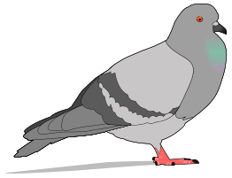 Pigeon