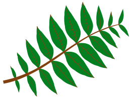 Pinnate Leaf