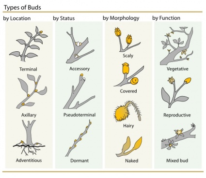 Plant Buds Clasification clip art