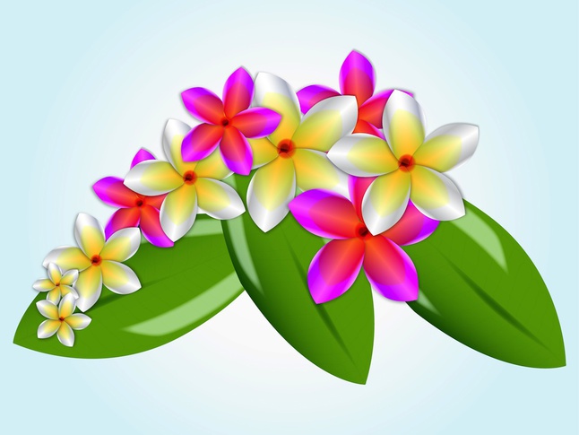 Plumeria