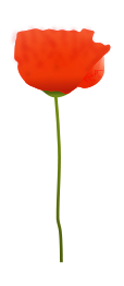 Poppy Flower