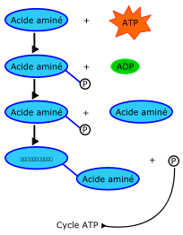 Proteine