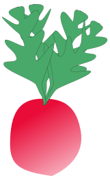 Radish