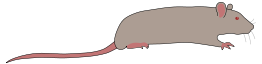 Rat by Rones