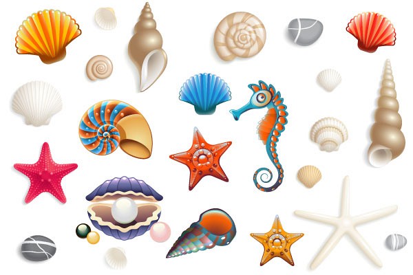 Realistic Vector Seashells