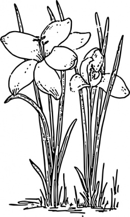 Rose Flower Crocus clip art