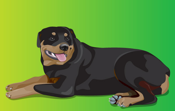 Rottweiler 1