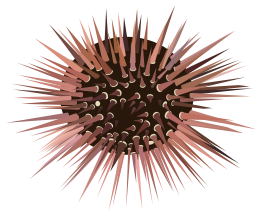 Sea Urchin