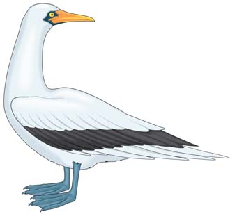 Seagull vector 3