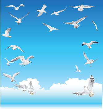 Seagull vector 5