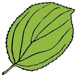 Serrate Leaf