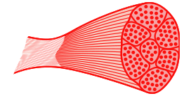 Skeletal muscle