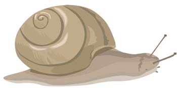 Snail 1